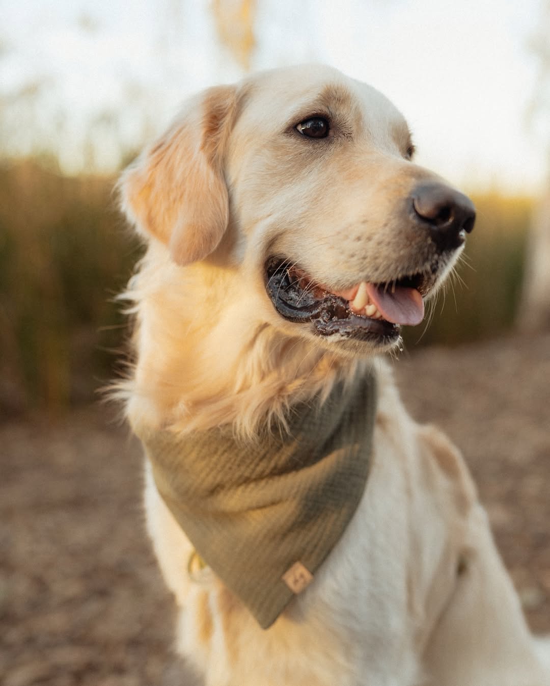 Moss Dog Bandana