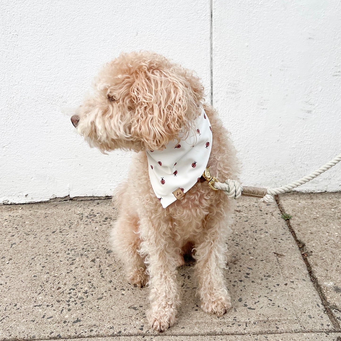 Lady Bug Dog Bandana