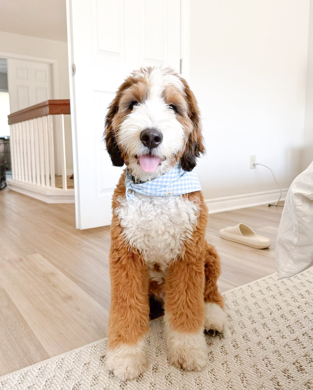 Gingham Dog Bandana