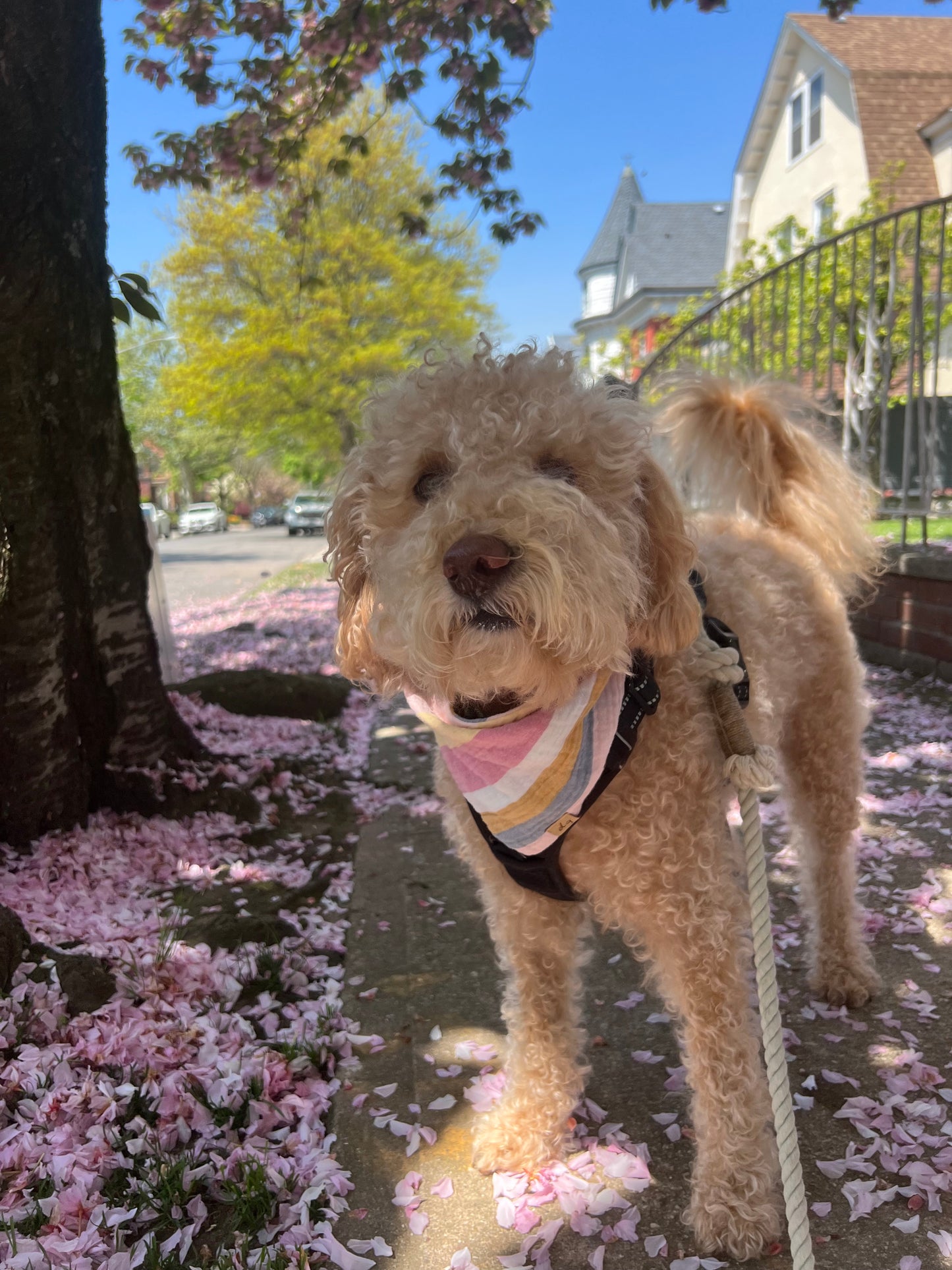 Sherbet Dog Bandana