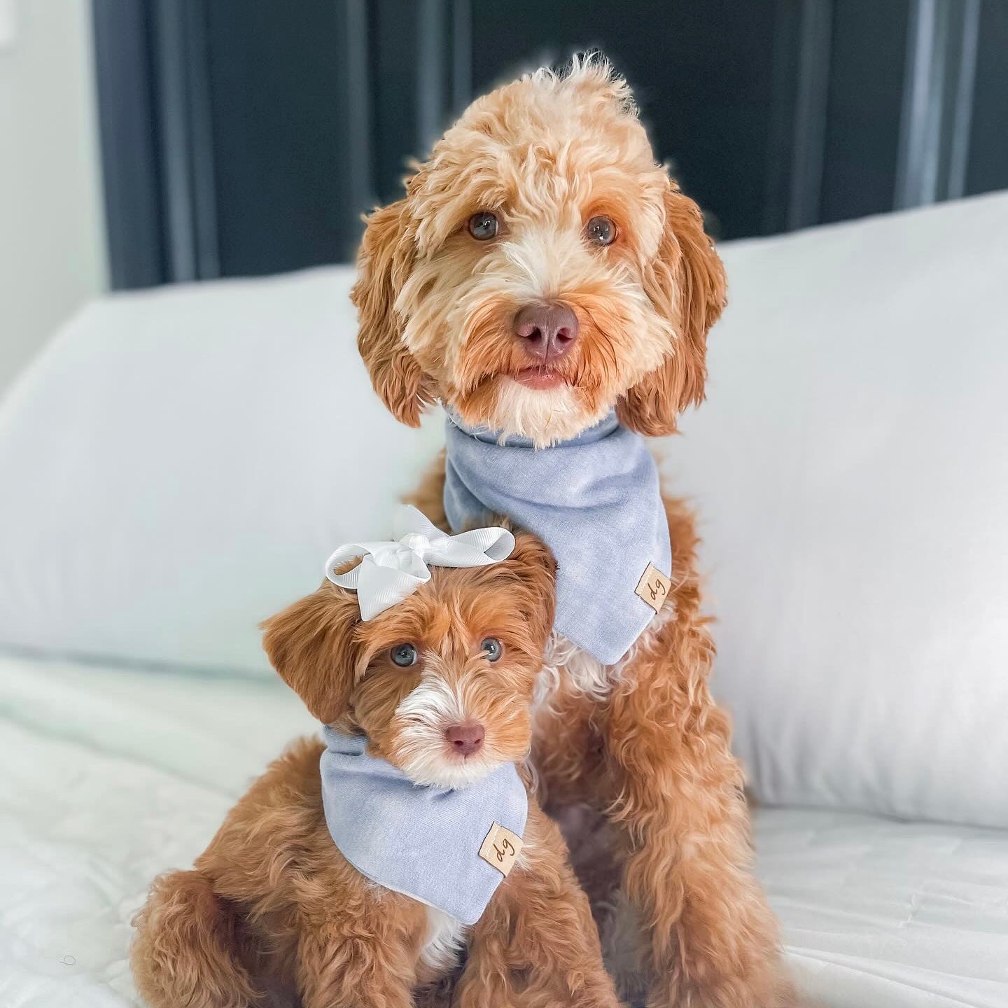 Sky Dog Bandana
