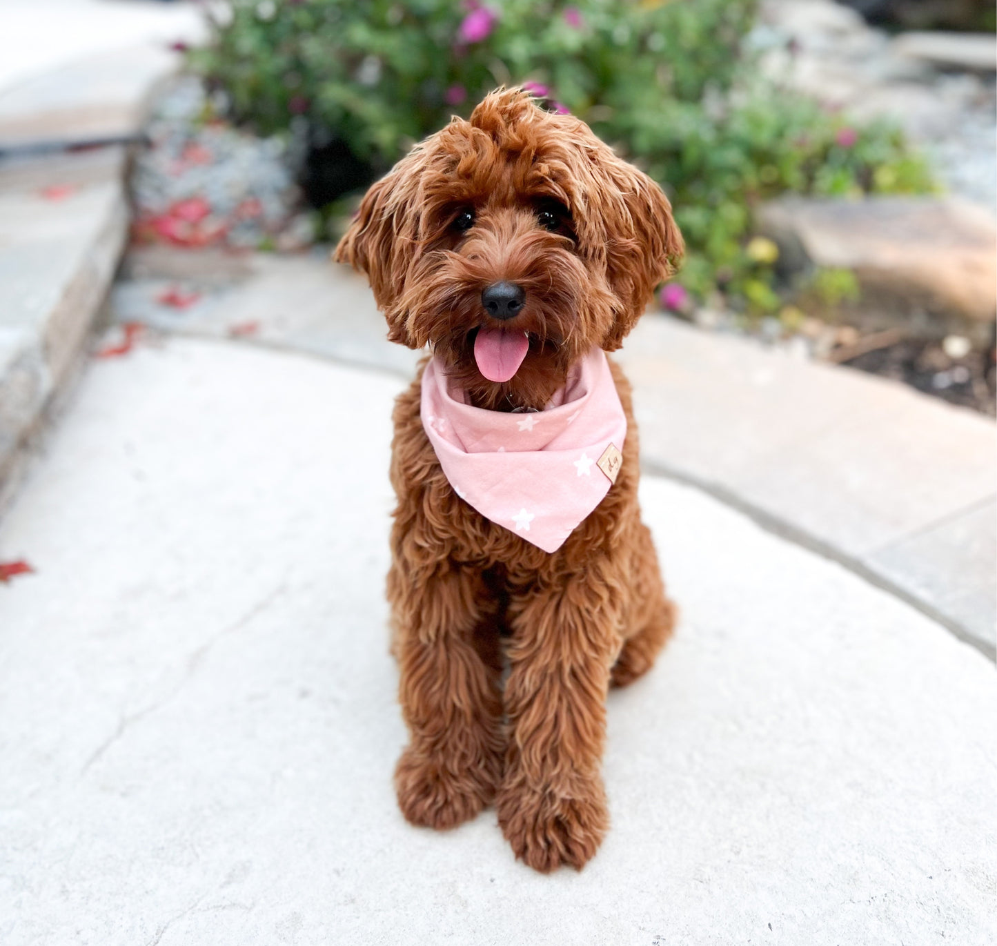 Estrella Dog Bandana