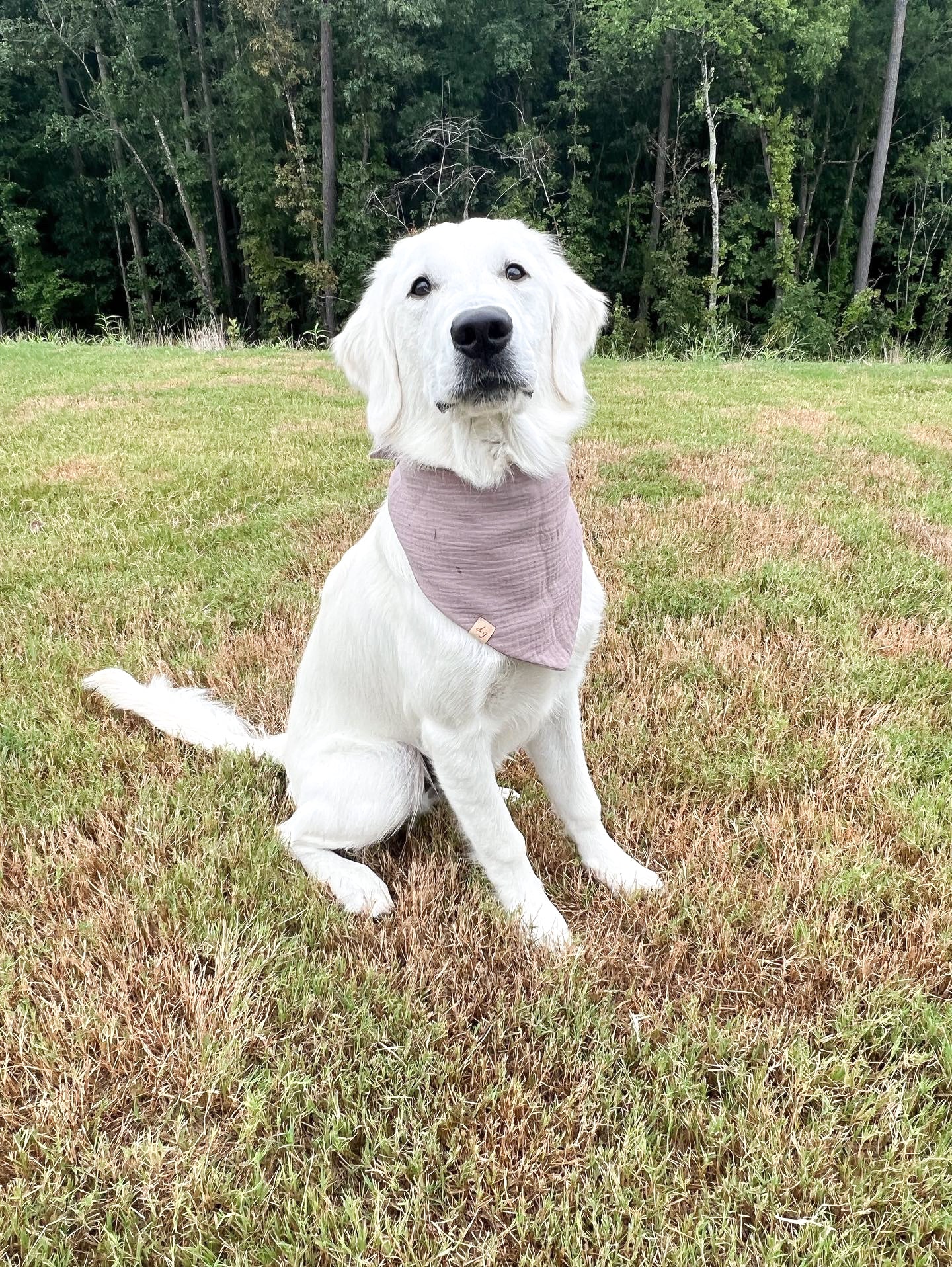 Funghi Dog Bandana