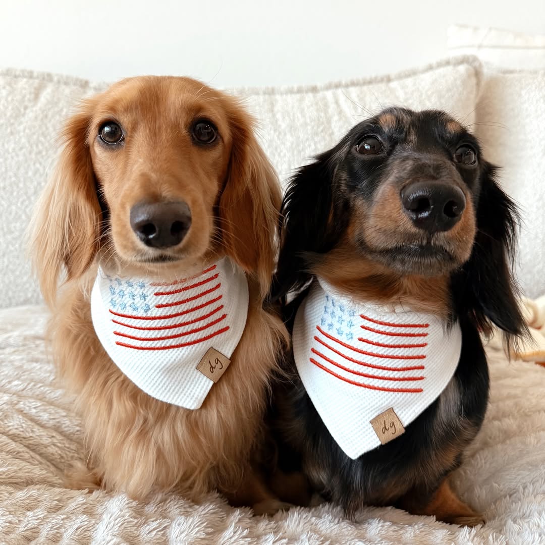 Liberty Dog Bandana