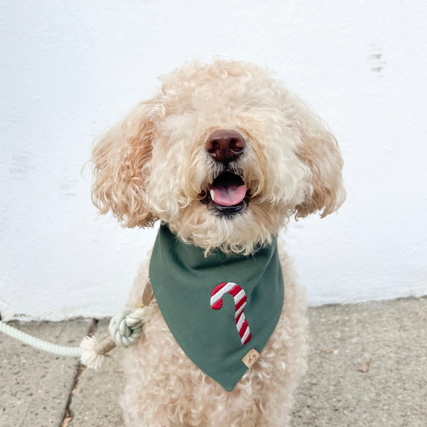 Candy Cane Dog Bandana