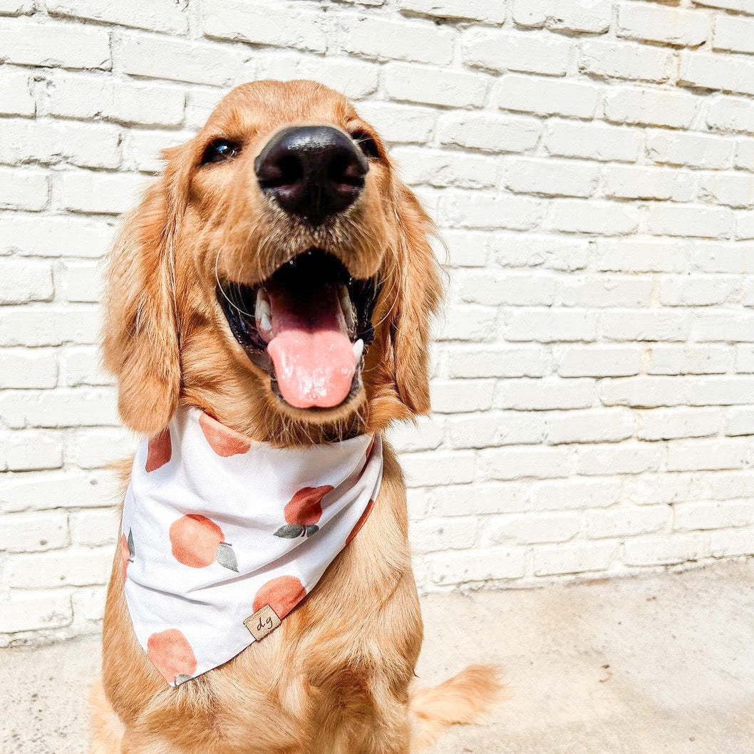 Apple Picking Dog Bandana