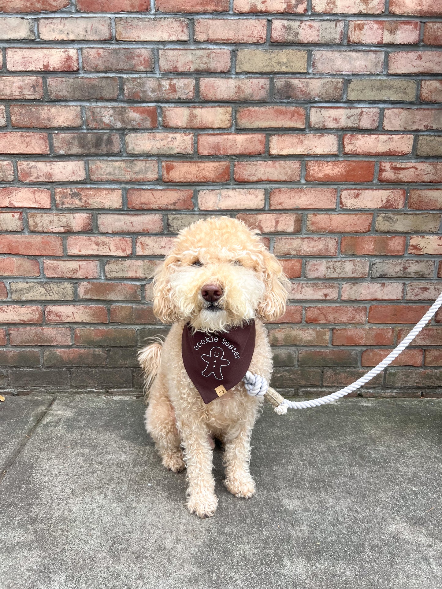 Cookie Tester Dog Bandana