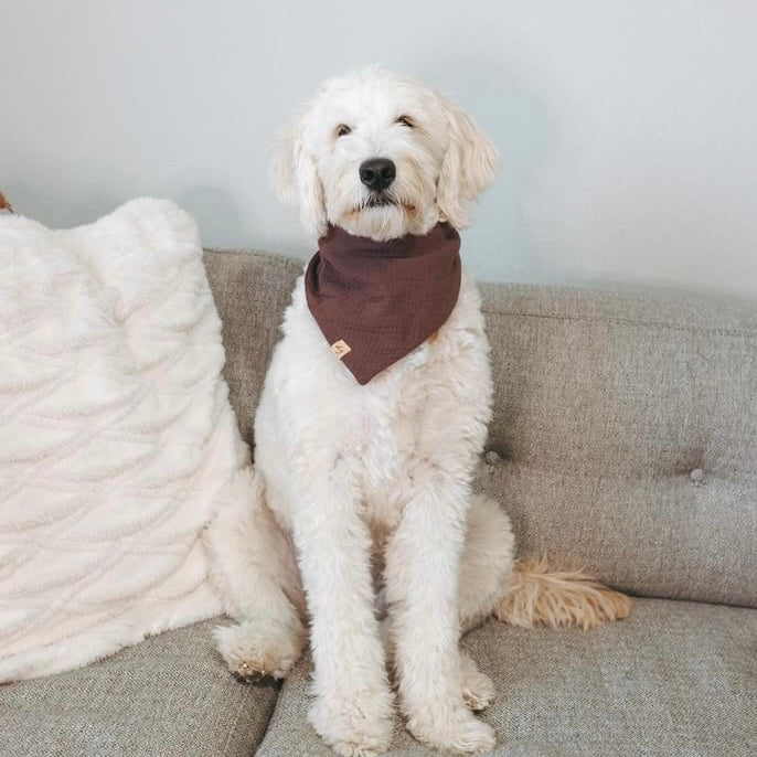 Espresso Dog Bandana